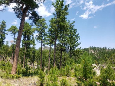 Güney Dakota, Yazın Needles Otobanından Görüntüler