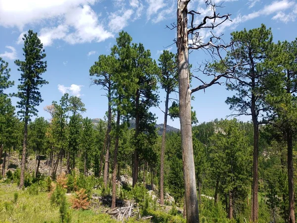 Views Needles Highway Summer South Dakota — Stock Photo, Image