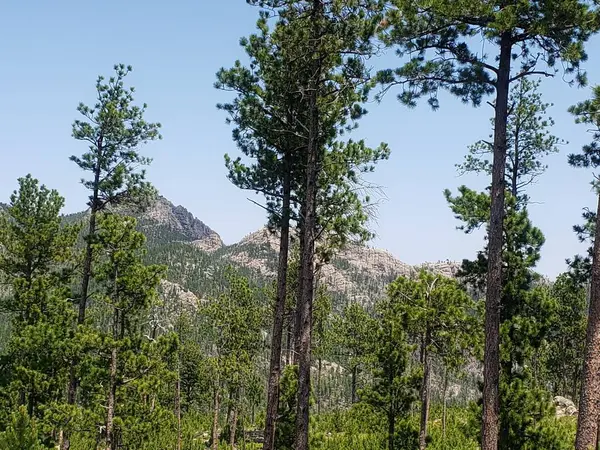 Views Needles Highway Summer South Dakota — Stock Photo, Image