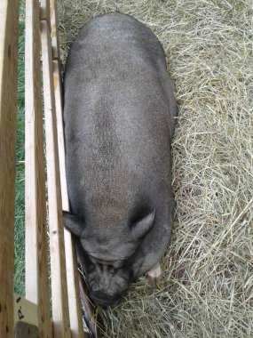 Saksıda Göbekli Domuz