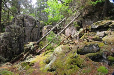 Acadia Ulusal Parkı, Maine