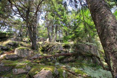 Acadia Ulusal Parkı, Maine