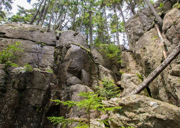 Vue Sur Parc National Acadia Maine — Photo