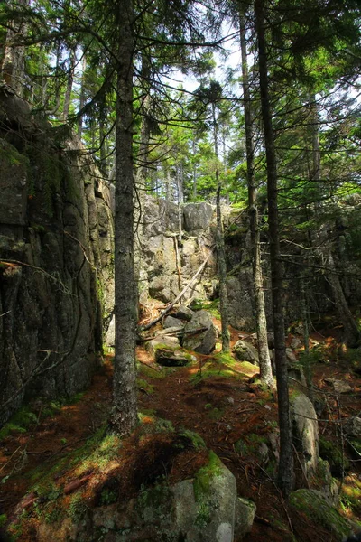 Vue Sur Parc National Acadia Maine — Photo