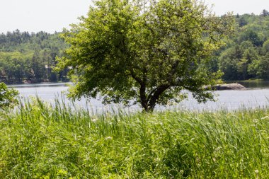 Blue Hill Körfezi, Maine