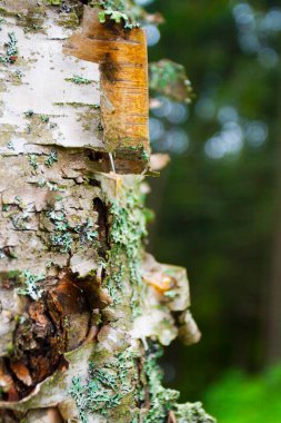 Fort Point Eyalet Parkı, Maine