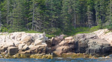 Fransız Körfezi, Maine