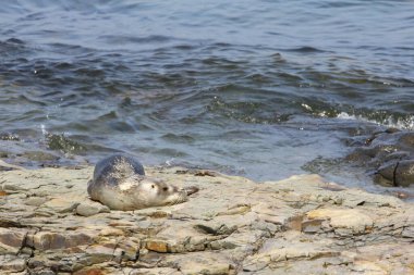Fransız Körfezi, Maine
