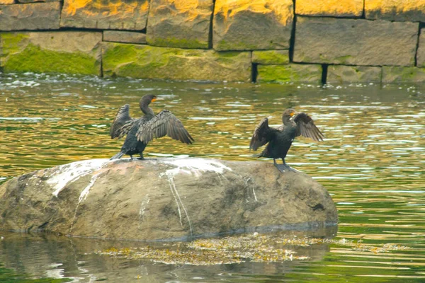 Vistas Diversas Camden Maine — Fotografia de Stock