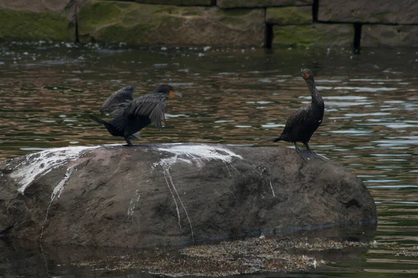 Verschiedene Ansichten Camden Maine — Stockfoto