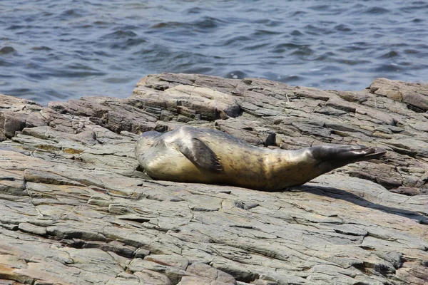 Pohled Frenchman Bay Maine — Stock fotografie