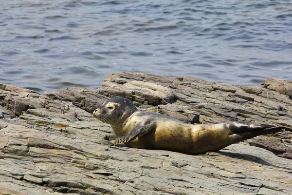 Pohled Frenchman Bay Maine — Stock fotografie