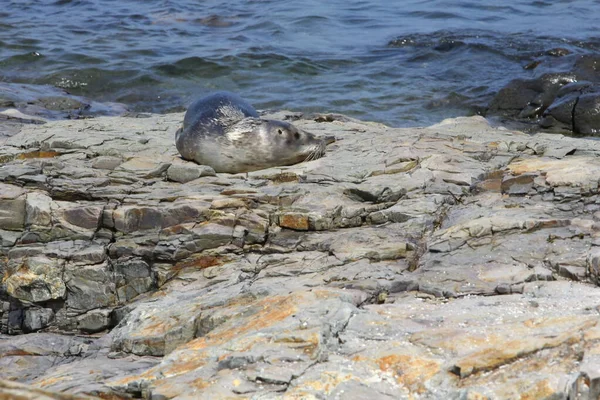 Ansichten Der Frenchman Bay Maine — Stockfoto