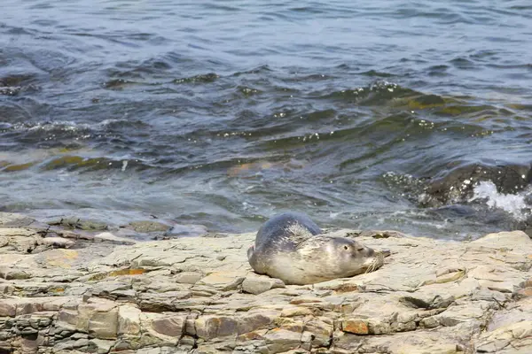 Pohled Frenchman Bay Maine — Stock fotografie