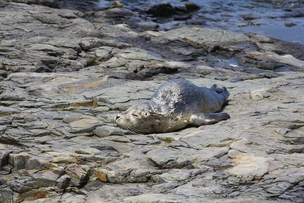 Ansichten Der Frenchman Bay Maine — Stockfoto