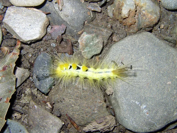 Gelbe Raupe Auf Felsen — Stockfoto