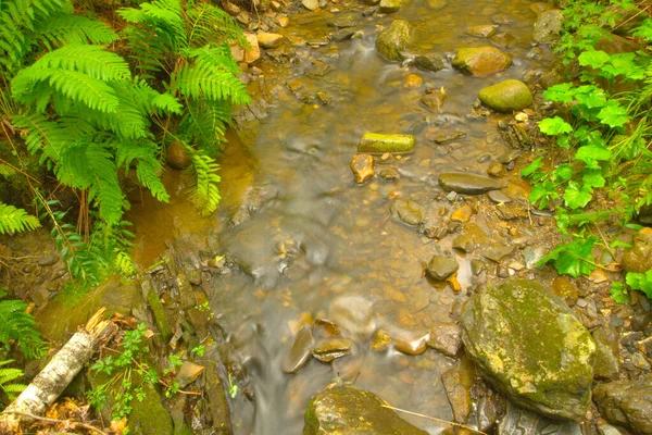 Ruisseau Forestier Été Maine — Photo