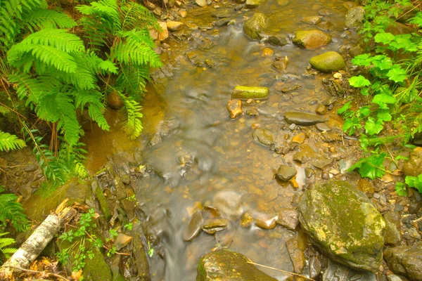 Yazın Orman Akıntısı Maine — Stok fotoğraf