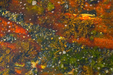 Pemaquid Point, Maine 'de Görüntüler