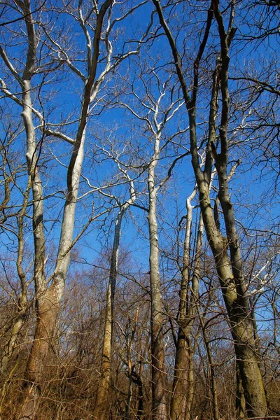 Antrim Lake Park Columbus Ohio — Foto Stock