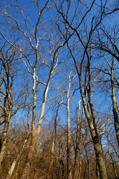 Antrim Lake Park Columbus Ohio — Stockfoto