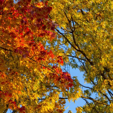 Ohio 'da Renkli Sonbahar Sahneleri