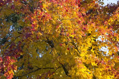 Ohio 'da Renkli Sonbahar Sahneleri