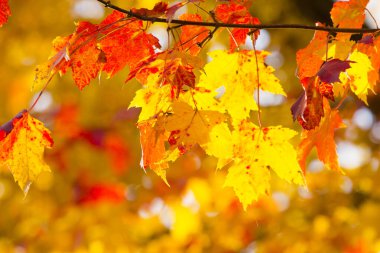 Ohio 'da Renkli Sonbahar Sahneleri