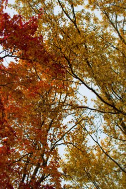 Ohio 'da Renkli Sonbahar Sahneleri