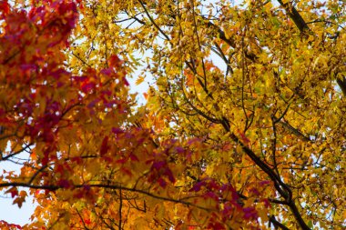 Ohio 'da Renkli Sonbahar Sahneleri