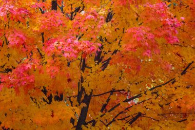 Ohio 'da Renkli Sonbahar Sahneleri