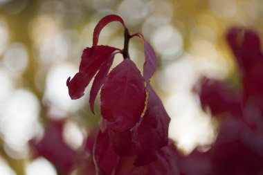 Ohio 'da Renkli Sonbahar Sahneleri