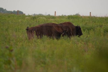 Battelle Darby Creek Metro Parkı, Ohio