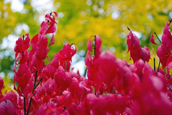 Escenas Coloridas Otoño Ohio — Foto de Stock