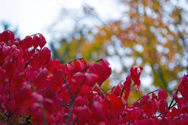 Escenas Coloridas Otoño Ohio — Foto de Stock