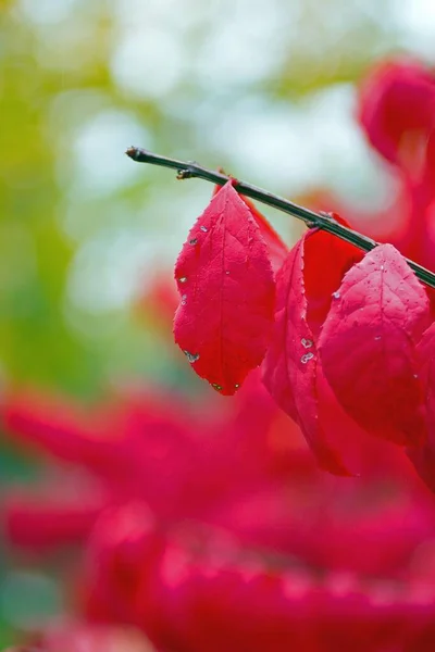 Escenas Coloridas Otoño Ohio — Foto de Stock