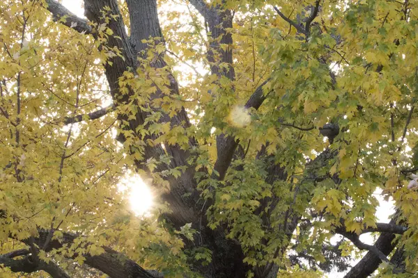 Barevné Podzimní Scény Ohiu — Stock fotografie
