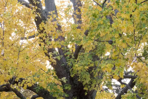 Barevné Podzimní Scény Ohiu — Stock fotografie