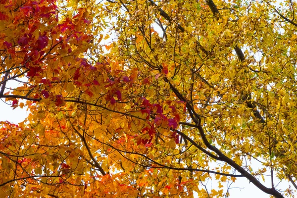 Barevné Podzimní Scény Ohiu — Stock fotografie