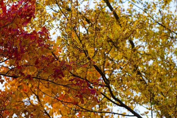 Красочные Осенние Пейзажи Огайо — стоковое фото
