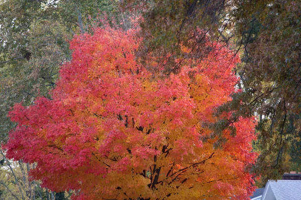Colorful Autumn Scenes Ohio — Stock Photo, Image