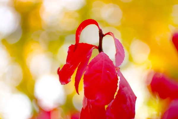 Colorful Autumn Scenes Ohio — Stock Photo, Image