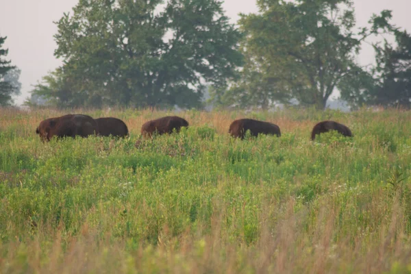 Battelle Darby Creek Metro Park Ohio — Fotografia de Stock