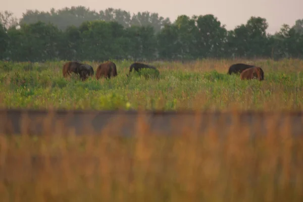 Battelle Darby Creek Metro Park Ohio — Fotografia de Stock