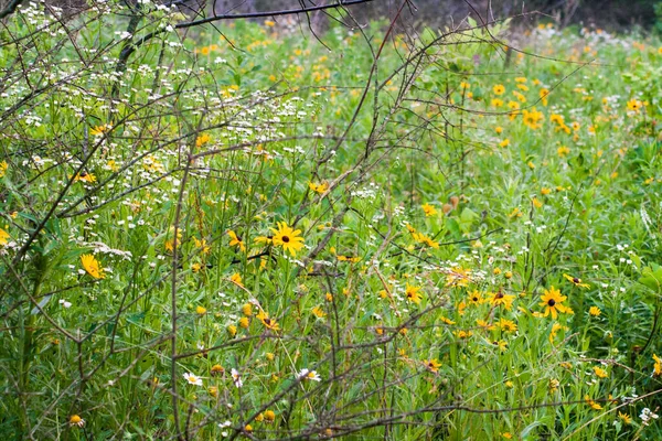 Battelle Darby Creek Metro Park Ohio — Stockfoto