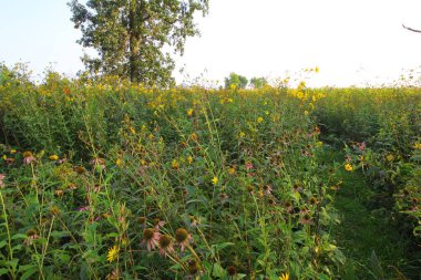 Bigelow Mezarlığı Eyalet Doğa Koruma Alanı, Ohio
