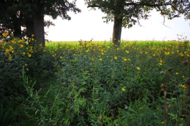 Bigelow Mezarlığı Eyalet Doğa Koruma Alanı, Ohio