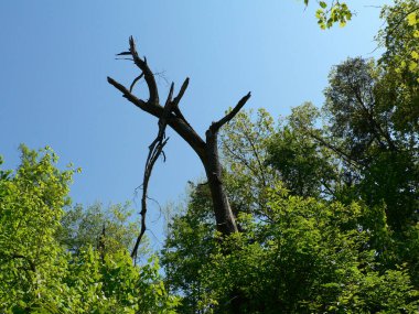 Blackhand Vadisi Doğa Koruma Alanı, Ohio