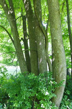 Ohio 'daki Buckhorn Creek Patikası manzarası