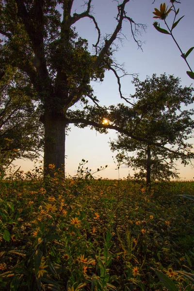 Bigelow Cemetery State Nature Preserve Ohio — Stockfoto